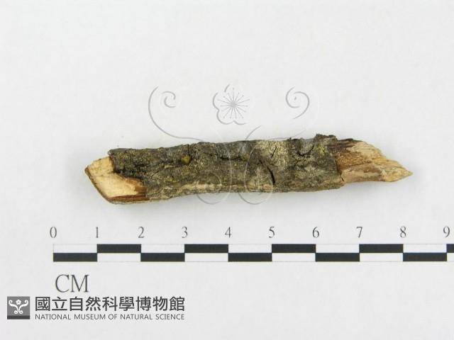 登錄號:F0005046藏品圖，第4張