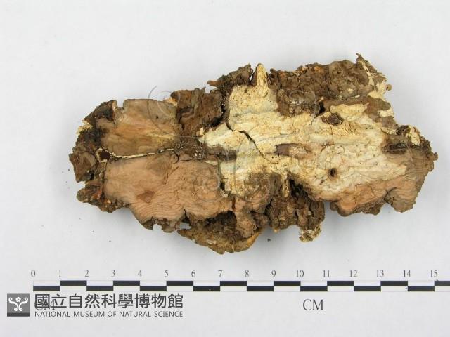 登錄號:F0000346藏品圖，第4張