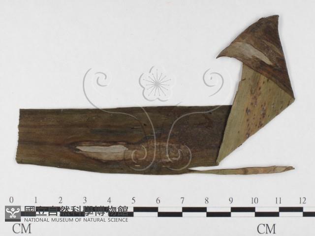 登錄號:F0026346藏品圖，第4張