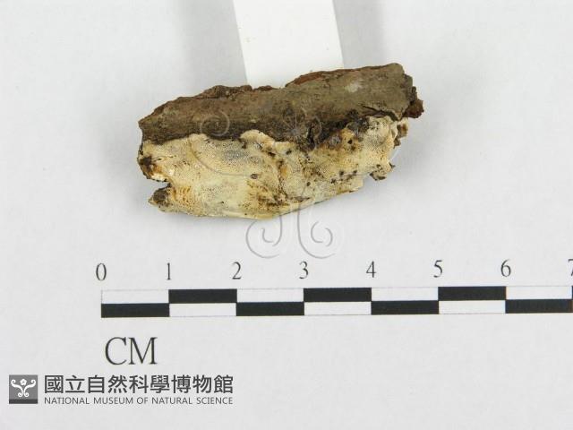 登錄號:F0017346藏品圖，第4張
