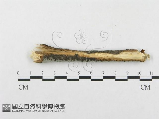 登錄號:F0015346藏品圖，第4張