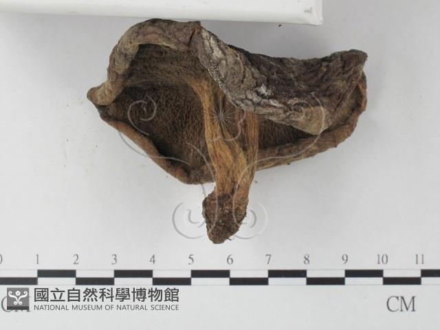 登錄號:F0023346藏品圖，第4張