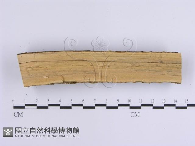 韌革菌屬藏品圖，第4張