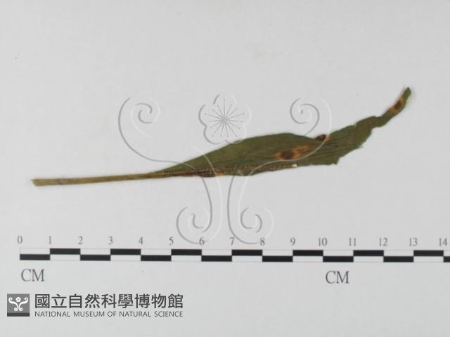 登錄號:F0026236藏品圖，第4張