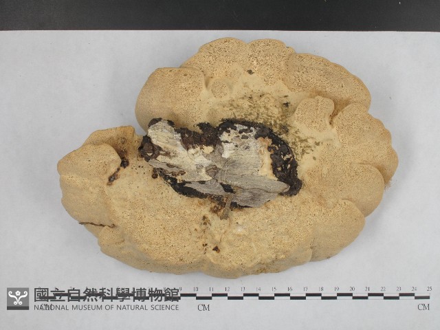 登錄號:F0004236藏品圖，第4張