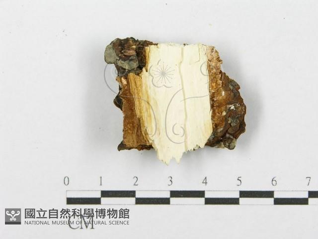 登錄號:F0017236藏品圖，第4張