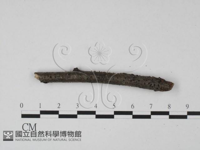 登錄號:F0015236藏品圖，第4張