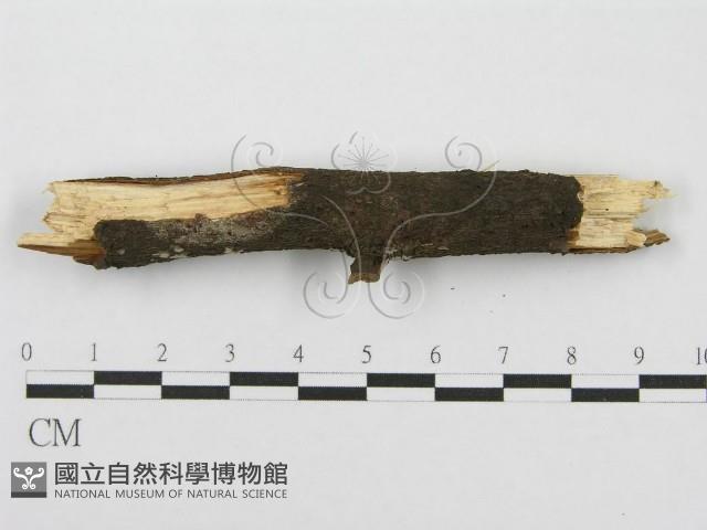 筍殼菌屬藏品圖，第4張