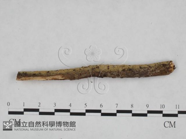 登錄號:F0024836藏品圖，第4張