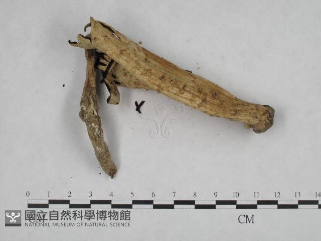 登錄號:F0004836藏品圖，第4張