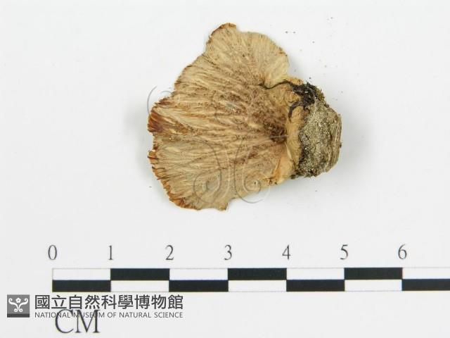 登錄號:F0017836藏品圖，第4張