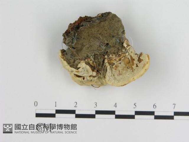 登錄號:F0003836藏品圖，第4張