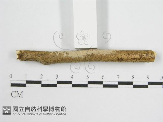 登錄號:F0013836藏品圖，第4張