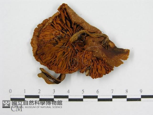 登錄號:F0010936藏品圖，第4張