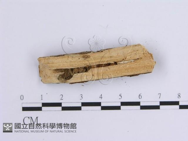 登錄號:F0002936藏品圖，第4張