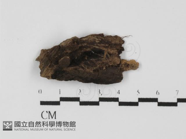 登錄號:F0027936藏品圖，第4張