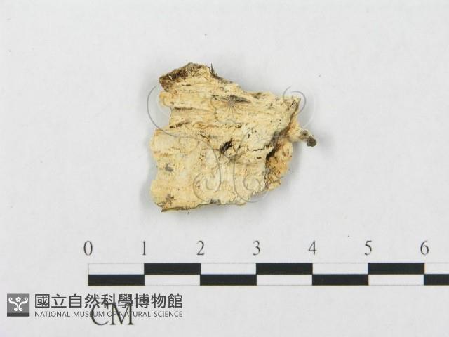 登錄號:F0019936藏品圖，第4張
