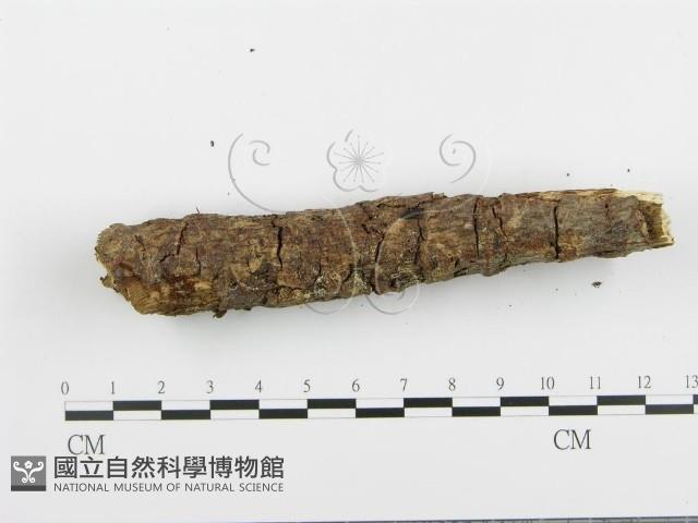 阿太菌屬藏品圖，第4張
