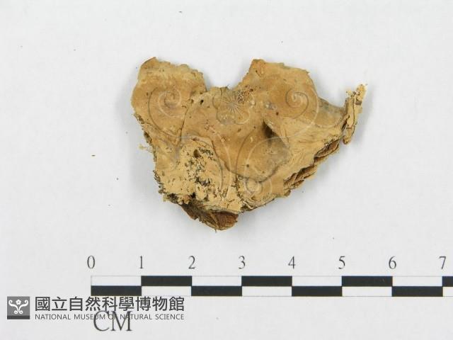 登錄號:F0011636藏品圖，第4張