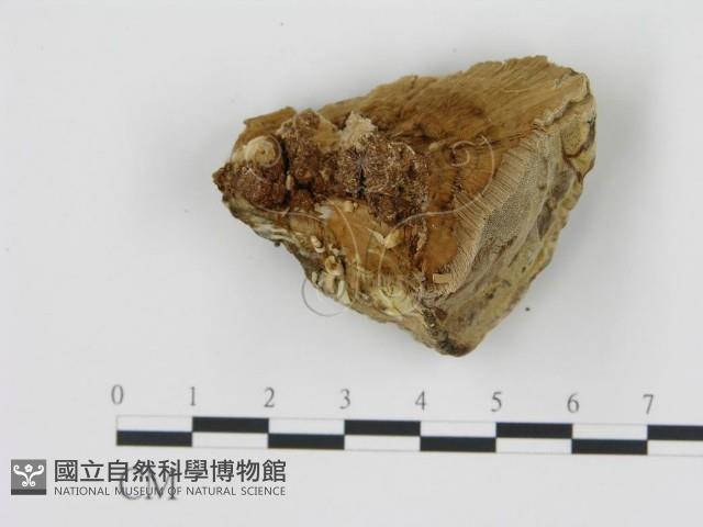 松生擬層孔菌藏品圖，第4張