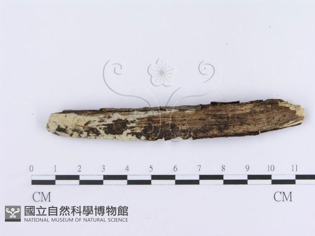 登錄號:F0003636藏品圖，第4張