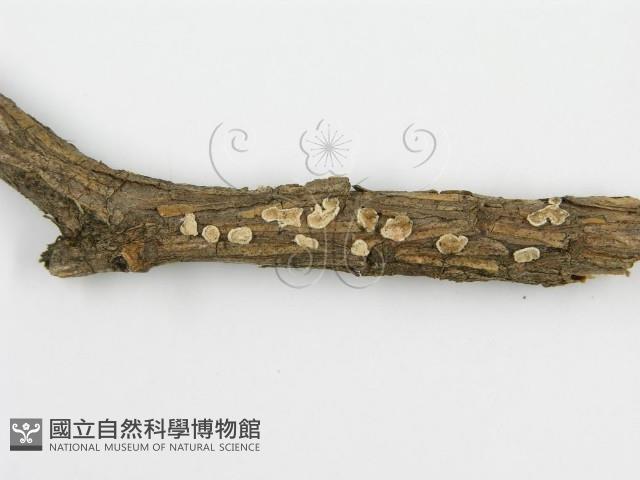 登錄號:F0013636藏品圖，第4張
