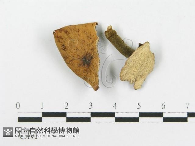 多孔菌屬藏品圖，第4張