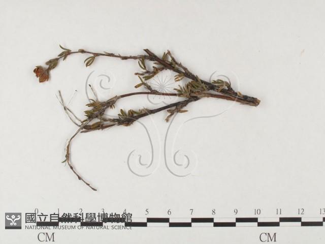 登錄號:F0026436藏品圖，第4張