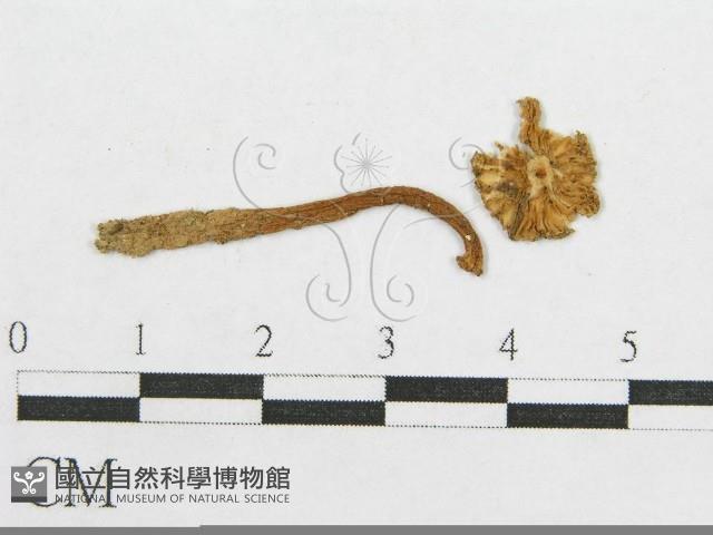 鵝膏屬藏品圖，第4張