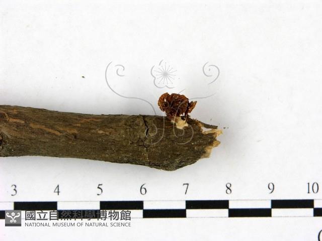 登錄號:F0023436藏品圖，第4張