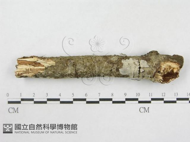 登錄號:F0014736藏品圖，第4張