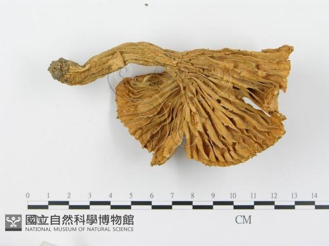 登錄號:F0012736藏品圖，第4張