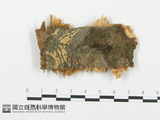登錄號:F0015736藏品圖，第4張