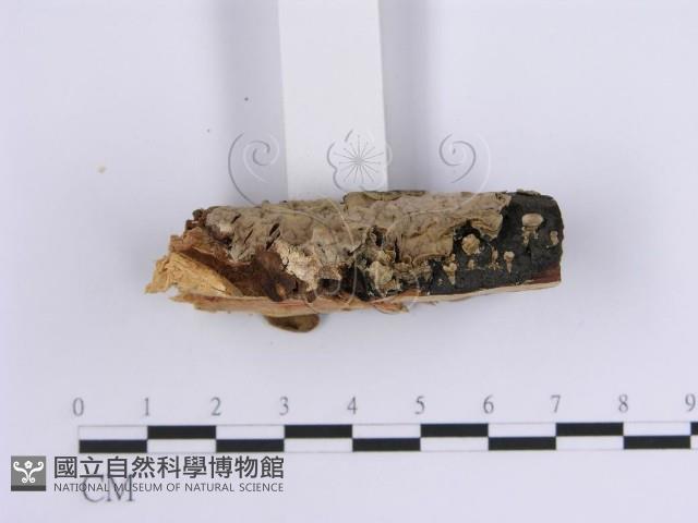 韌革菌屬藏品圖，第1張