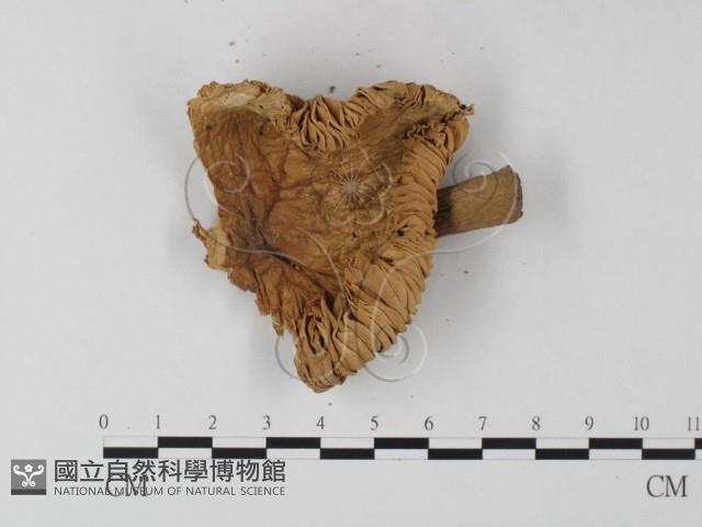 登錄號:F0011136藏品圖，第4張
