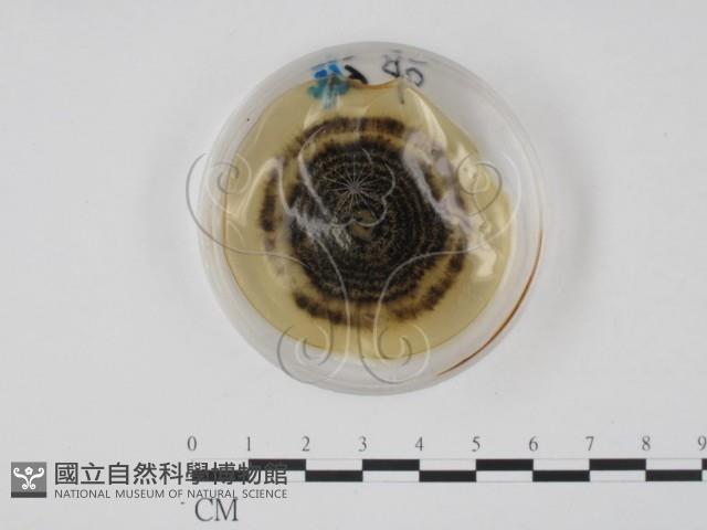 登錄號:F0022136藏品圖，第4張