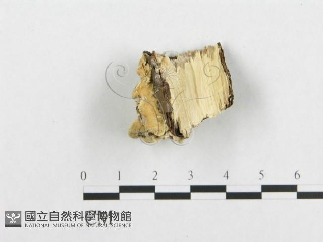 登錄號:F0007136藏品圖，第4張