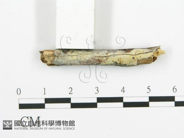 阿太菌屬藏品圖，第4張