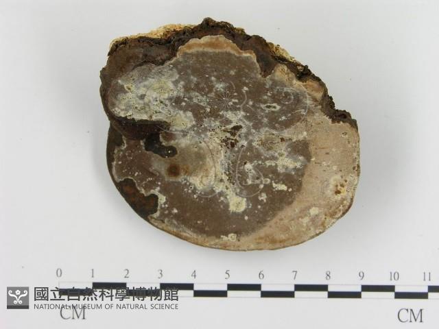 登錄號:F0009036藏品圖，第4張