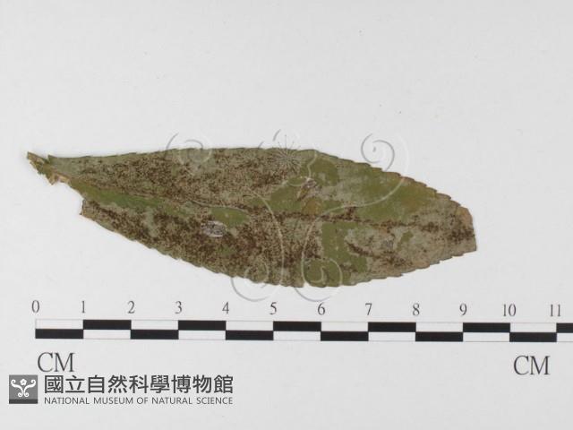 登錄號:F0026336藏品圖，第4張