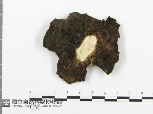 煙管菌藏品圖，第4張