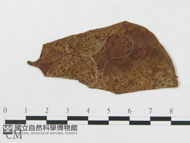 登錄號:F0019336藏品圖，第4張
