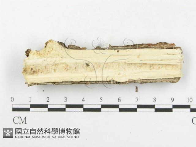 木層孔菌屬藏品圖，第4張