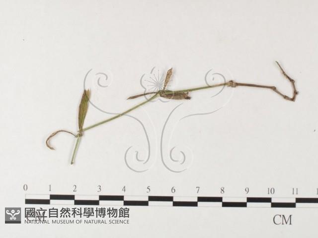 登錄號:F0026276藏品圖，第4張