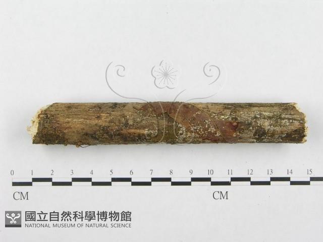 登錄號:F0001276藏品圖，第4張