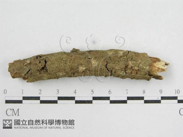 鬼傘屬藏品圖，第4張