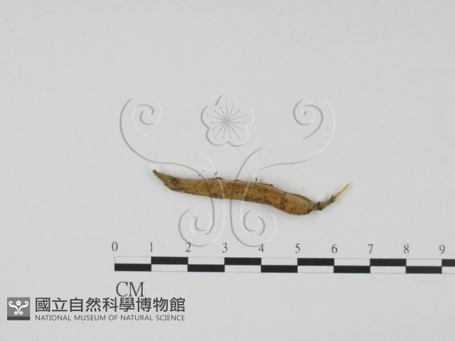 登錄號:F0012276藏品圖，第4張
