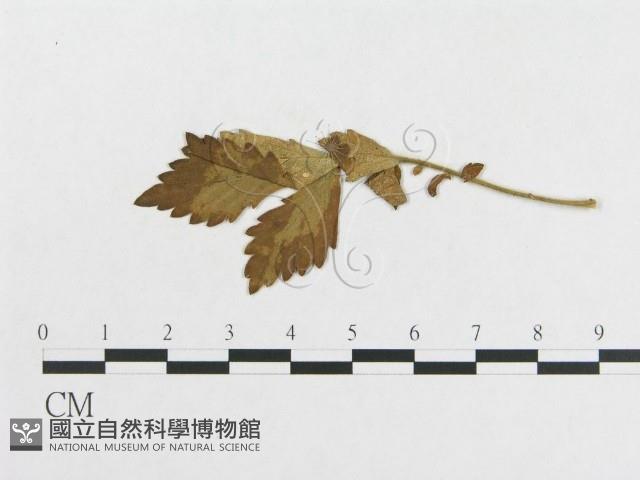 登錄號:F0018976藏品圖，第4張