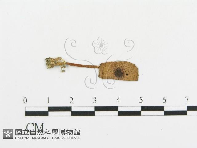 傘菌屬藏品圖，第4張
