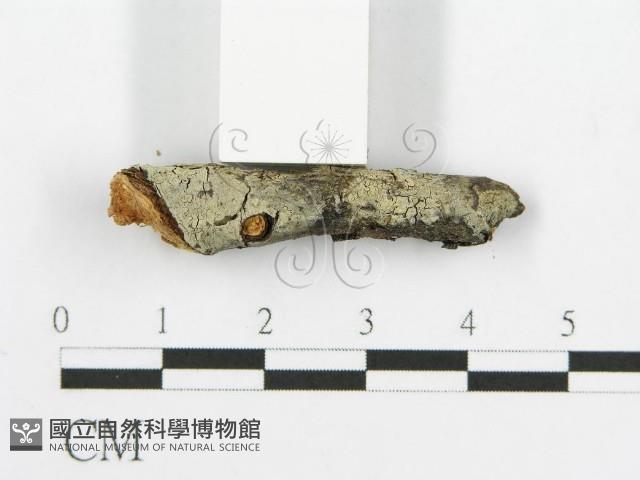 登錄號:F0014976藏品圖，第4張